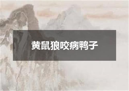 黄鼠狼咬病鸭子