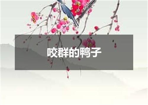 咬群的鸭子